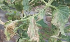 如何防治番茄晚疫病，其發(fā)病條件有哪些？