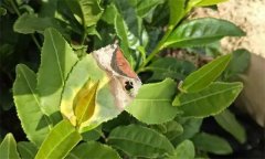 茶樹病蟲害的農(nóng)業(yè)防治、物理防治與生物防治方