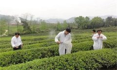 茶樹病蟲害綠色防控推薦常用的農(nóng)藥有哪些？