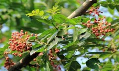 成年花椒樹如何管理？花椒樹管理技術(shù)要點(diǎn)