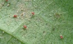 紅蜘蛛的為害癥狀、發(fā)生規(guī)律及防治措施有哪些