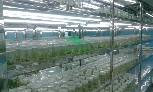 葡萄無病毒組培快繁的工廠化生產