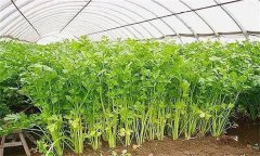 怎樣才能種好冬芹菜？