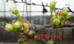 梨樹開花結(jié)果有什么特點？