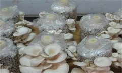 如何防治平菇腐爛??？