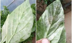 辣椒白粉病是什么原因引起的，如何防控？