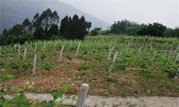 在河灘地、山地、鹽堿地和黏土地上建葡萄園