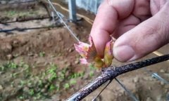 葡萄抹芽的作用是什么，怎樣進(jìn)行葡萄抹芽定梢