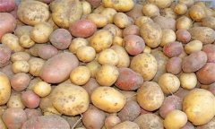 什么是馬鈴薯塊莖休眠 怎樣打破塊莖休眠？