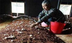 如何確定雙孢菇的播種期和播種量？