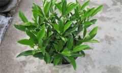 非洲茉莉怎么插枝 如何栽培和養(yǎng)護非洲茉莉？