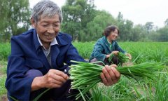 薹韭與韭菜有何區(qū)別 如何使薹韭早抽薹多抽薹？