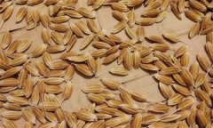 常規(guī)稻能自己留種嗎？它與無公害水稻有何不同