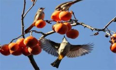 鳥害如何預(yù)防？鳥害防治的主要手段和方法