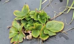 怎樣防治草莓病毒??？
