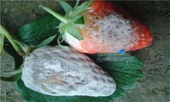 怎樣防治草莓白粉??？