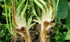 芹菜燒心是什么原因引起的？如何預(yù)防芹菜燒心