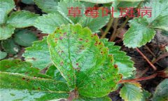 怎樣防治草莓葉斑?。ㄉ哐鄄。? /></a>
            <a href=