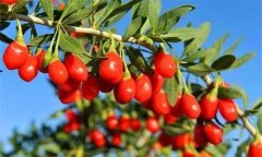 枸杞灌水的時間、方法與灌水量問題