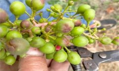 如何防治葡萄細(xì)菌性穿孔??？