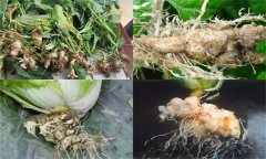 如何防治大白菜根腫病，其發(fā)生原因是什么？