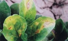 菠菜炭疽病的危害癥狀有哪些？如何防治？