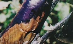 茄子細(xì)菌性軟腐病怎樣識(shí)別 怎么治 用什么藥治？