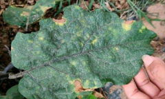 茄子細(xì)菌性褐斑病怎樣防治？用什么藥防治？