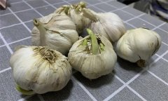 大蒜萌發(fā)期、幼苗期、鱗莖期、休眠期生育特點
