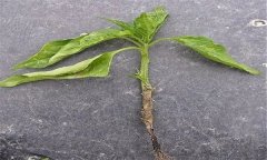 蔬菜苗期立枯病有哪些癥狀？用什么藥最好？