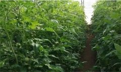 番茄定植前已施大量底肥，花前還追不追肥？