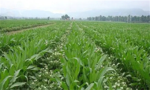 大蒜、玉米套種栽培技術(shù)要點(diǎn)