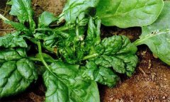 菠菜病毒病的危害癥狀、傳播途徑與發(fā)病原因