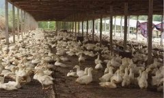 如何制定肉鴨免疫程序？