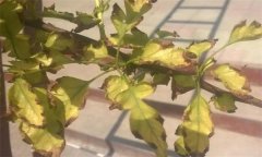 山楂缺鐵的癥狀、產(chǎn)生因素與補(bǔ)救措施