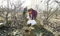 果樹配方施肥應注意哪些問題？