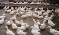 產(chǎn)蛋鴨產(chǎn)蛋早期、中期與后期飼養(yǎng)管理有何不同