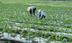 什么叫復(fù)種 復(fù)種的作用、類型、必要條件與方式