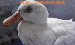 鴨瘟癥狀表現(xiàn)主要有哪些，鴨瘟如何預(yù)防與防控