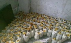 什么是靈芝瓶栽法？瓶栽靈芝怎樣進(jìn)行管理？