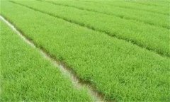 優(yōu)質(zhì)稻對播種和育秧的要求 其生長發(fā)育有何特點