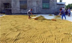 水稻種植前為什么要曬種、選種、浸種和催芽