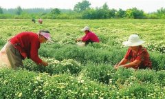 菊花的采收時間、采收方法與加工與貯藏問題