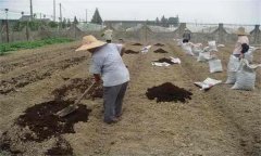鹽堿土施肥應(yīng)注意什么？鹽堿地施肥注意事項