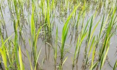 水稻生產(chǎn)中如何識(shí)別、預(yù)防與防治2，4-d藥害