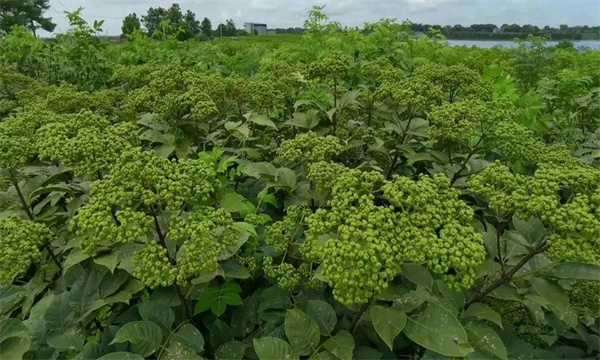 山茱萸的生態(tài)習性