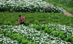 白勺田間管理方法與主要內(nèi)容有哪些？