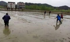 優(yōu)質(zhì)水稻直播對整地的要求有哪些？