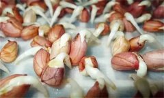 花生發(fā)芽不能吃嗎？吃花生芽有什么好處？