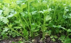 芹菜有哪些種類？芹菜真的越吃越瘦嗎？